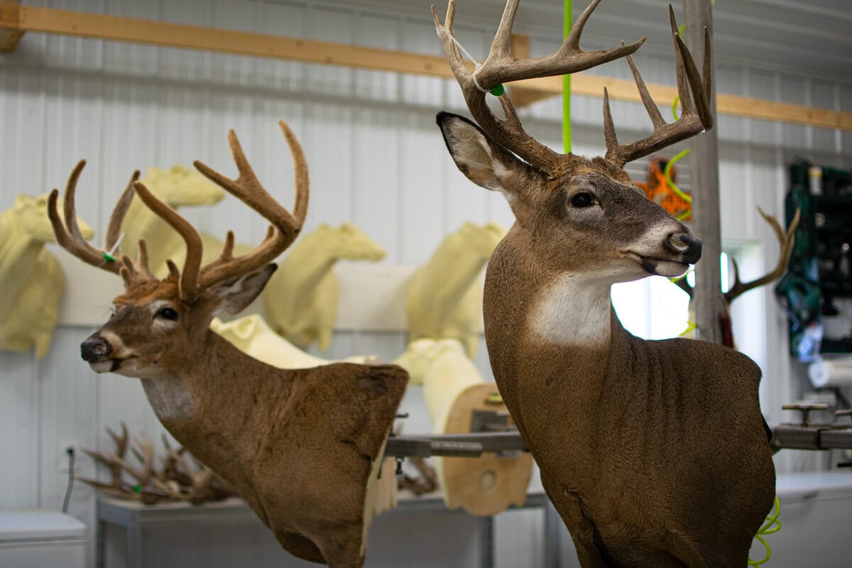 Ridge Top Taxidermy-01