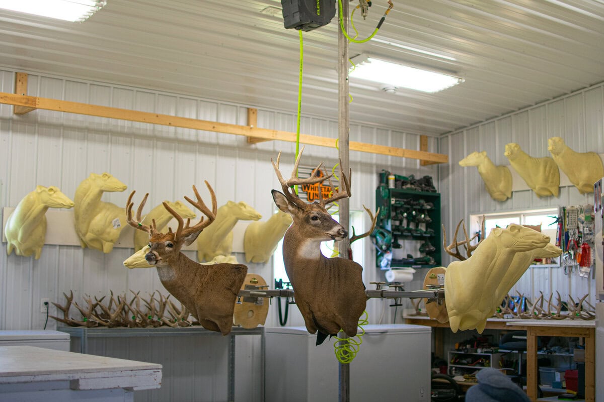 Ridge Top Taxidermy-03