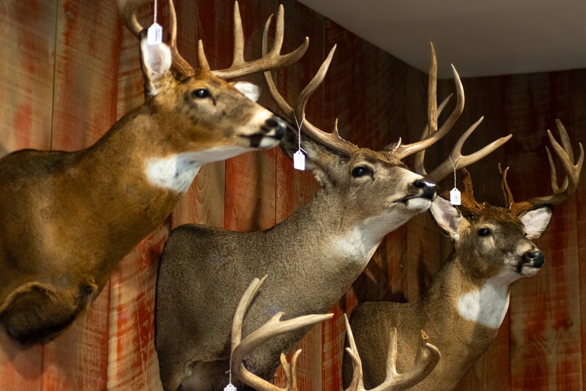 Ridge Top Taxidermy-07