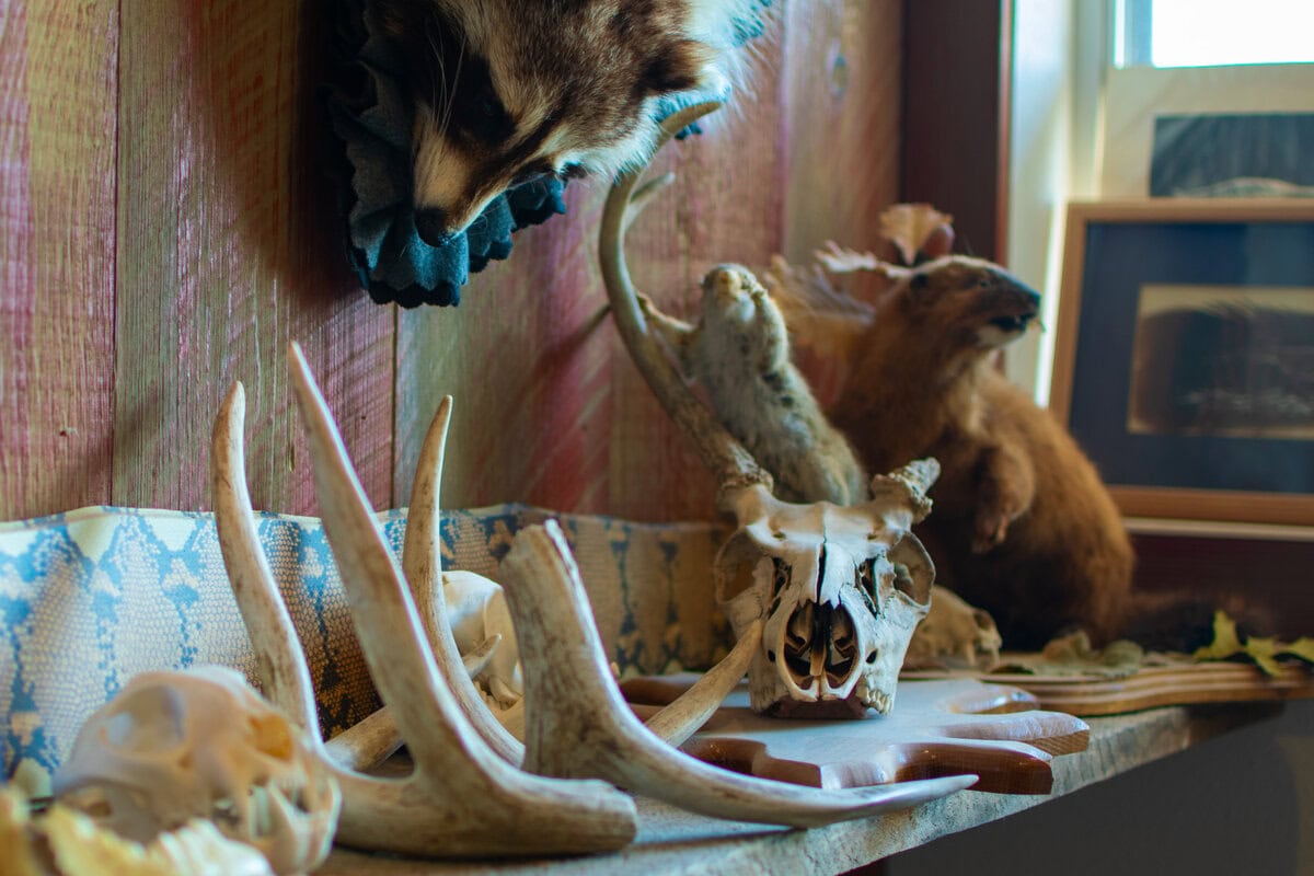 Ridge Top Taxidermy-11