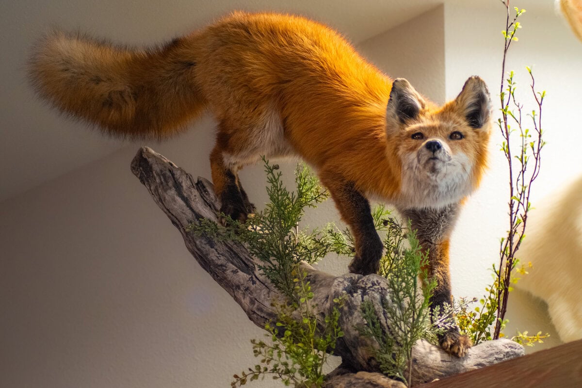 Ridge Top Taxidermy-22