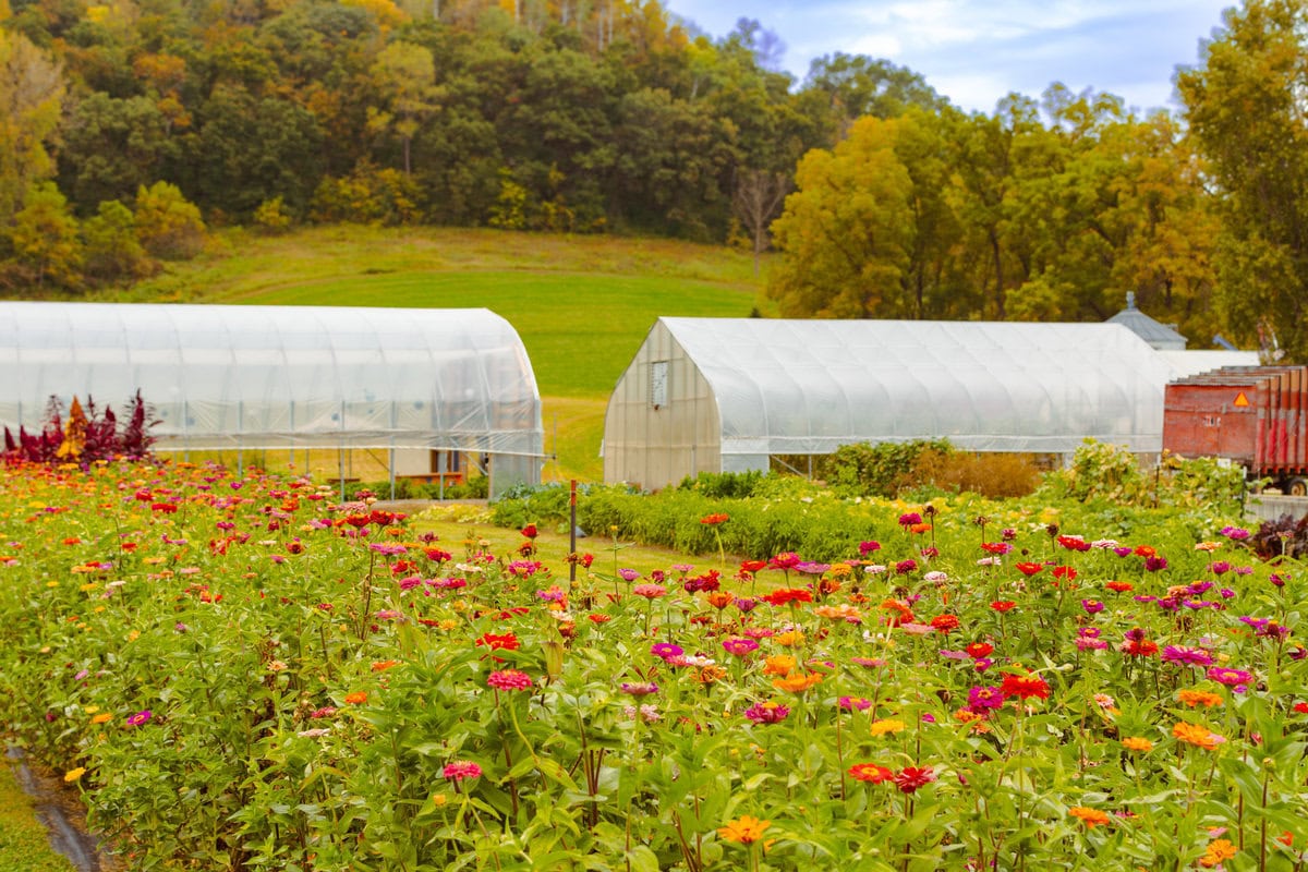 Suncrest Gardens Pizza Farm-31