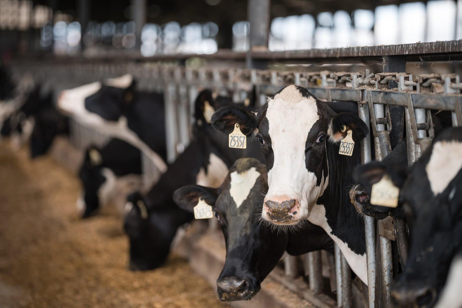 Dairy Breakfast Cows