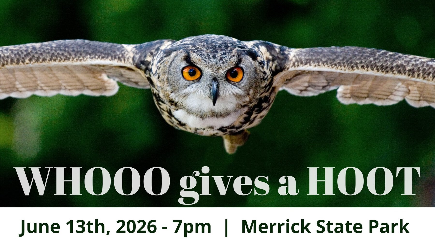 Owls At Merrick Park