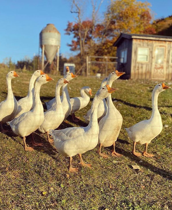 suncrest-farms-4